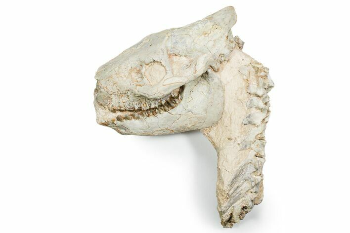 Fossil Oreodont (Merycoidodon) Skull w/ Vertebrae - South Dakota #355958